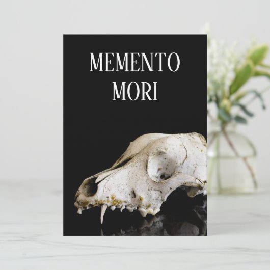 Animal skull (Standing Front)