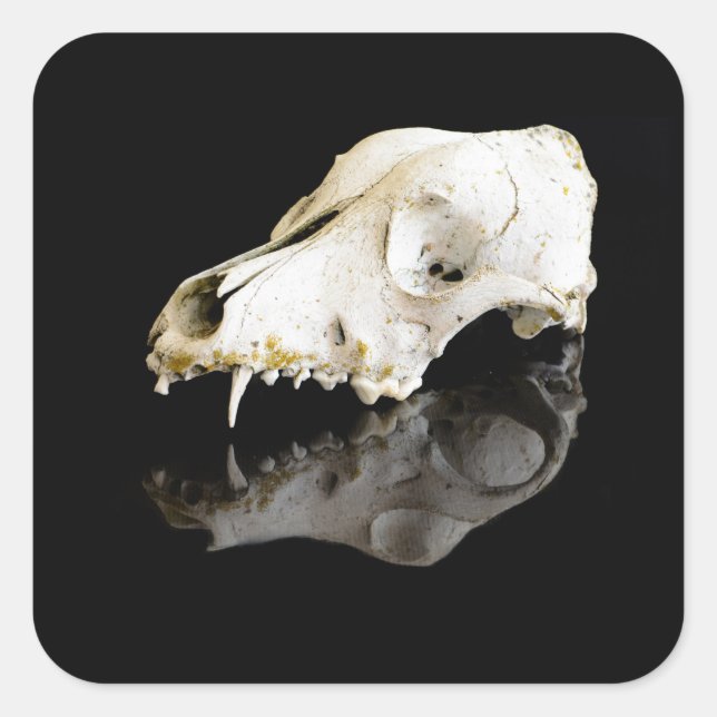 Animal skull square sticker (Front)