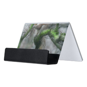 Animal - Squirrel - Foraging for winter Desk Business Card Holder