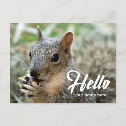 Animal squirrel funny cute hello postcard
