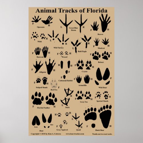 Animal Tracks of Florida Poster