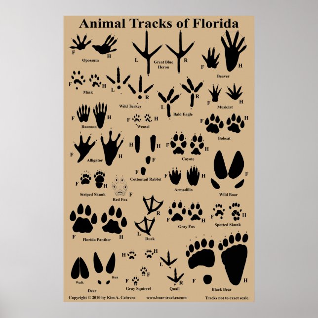 Animal Tracks of Florida Poster (Front)
