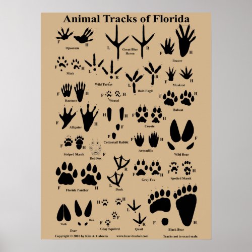 Animal Tracks of Florida Poster Medium