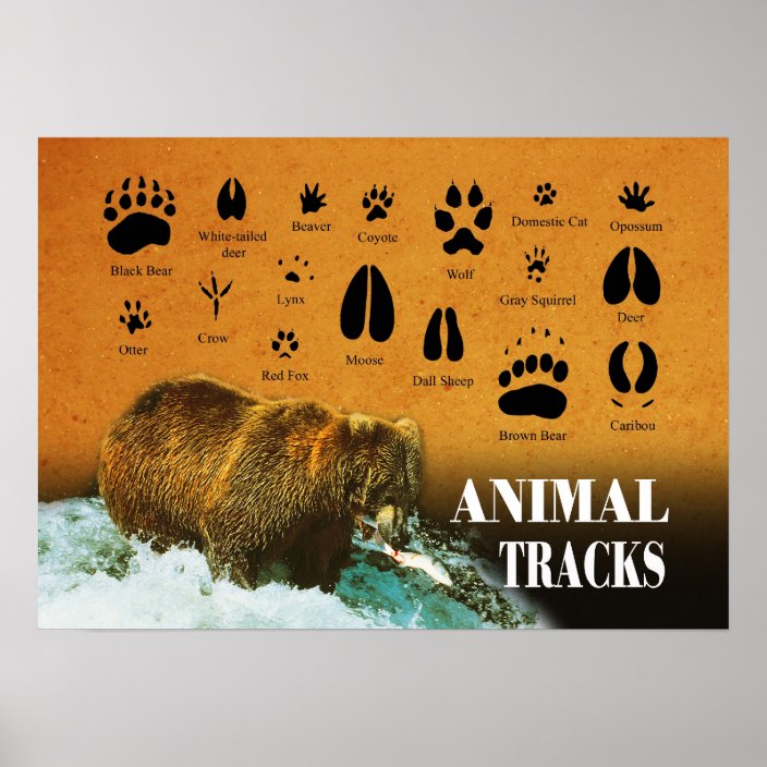 Animal Tracks Poster | Zazzle.com