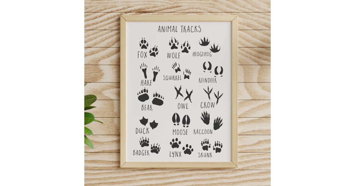 Animal Tracks Poster | Zazzle