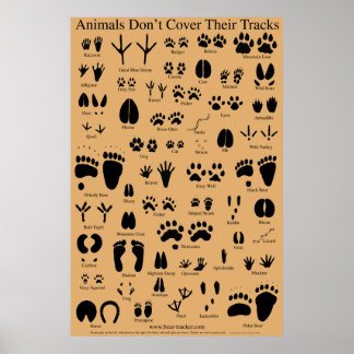 Animal Tracks and Nature Images: Designs & Collections on Zazzle
