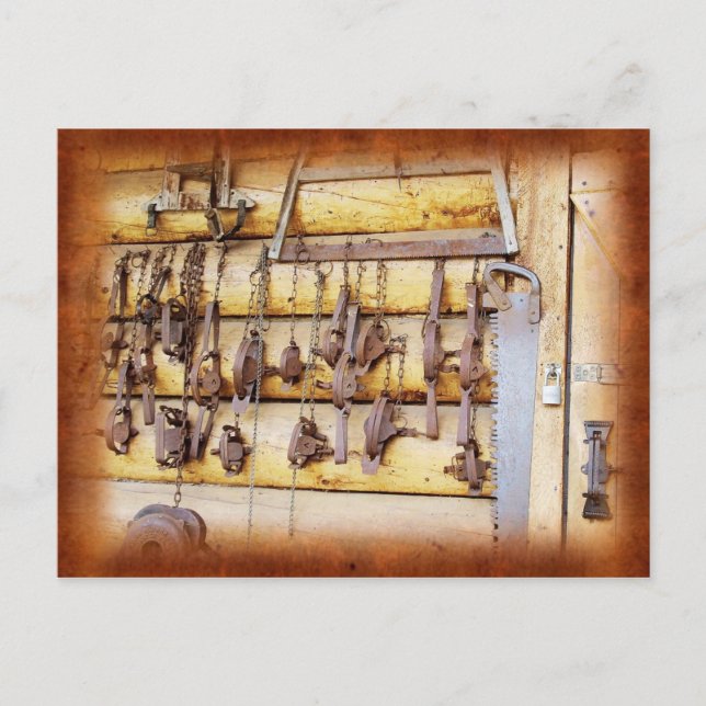 Animal Traps in Alaska Postcard (Front)