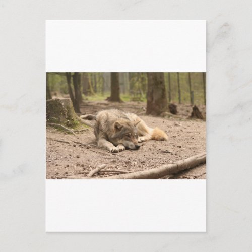 Animal Wolf Peace Love Wild Country Nature Postcard