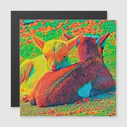 AnimalColor_Goat_001 (Front/Back)