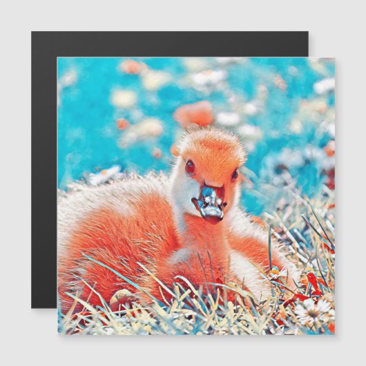 AnimalMix_Bird_019 (Front/Back)