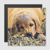 AnimalMix_Dog_005 (Front/Back)