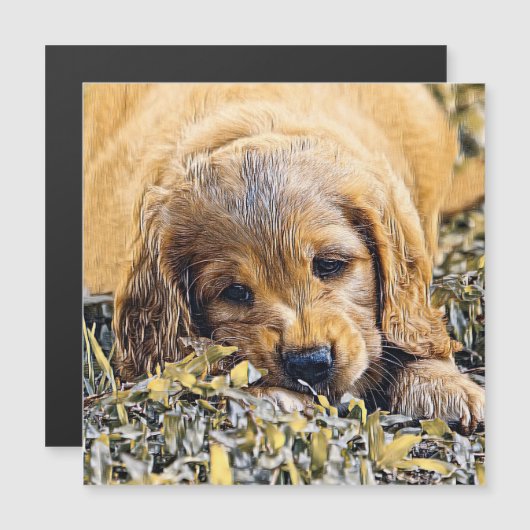 AnimalMix_Dog_005 (Front/Back)