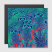 AnimalMix_Meerkat_015 (Front/Back)