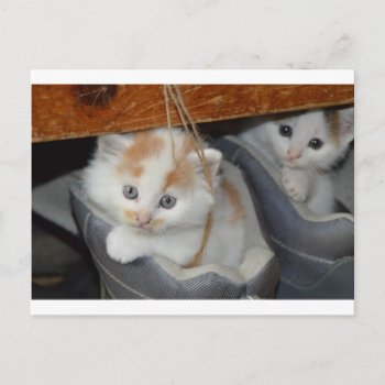 Animals Cute Kitten Kitty Pets Cats Postcard by Honeysuckle_Sweet at Zazzle