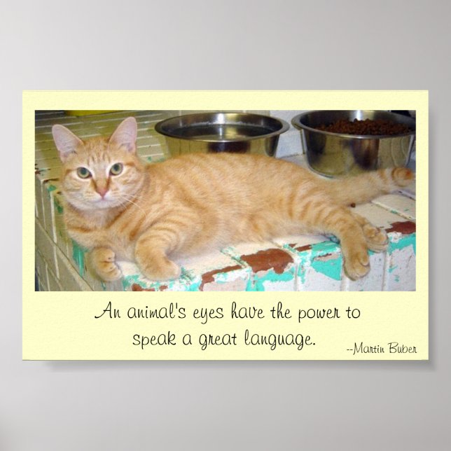 Animals' eyes speak a great language poster (Front)