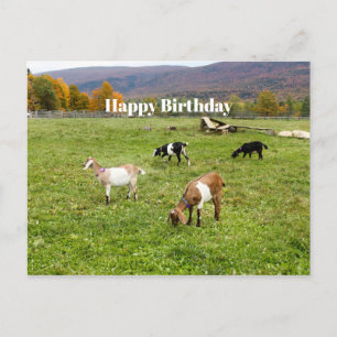 Animals Goats Pasture Vermont Photo Birthday Postcard