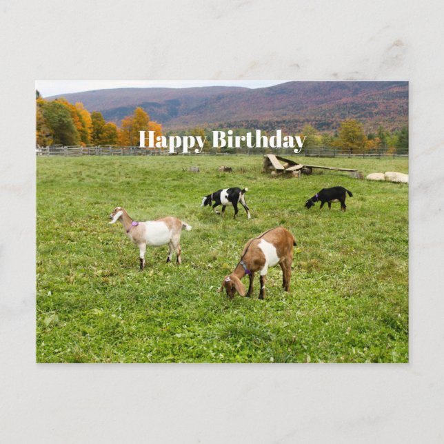 Animals Goats Pasture Vermont Photo Birthday Postcard (Front)