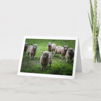 Animals greetings card, blank inside. card