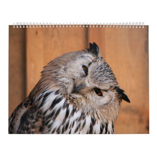 Animals Looking At You Calendar