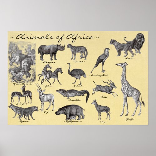 Animals of Africa Poster