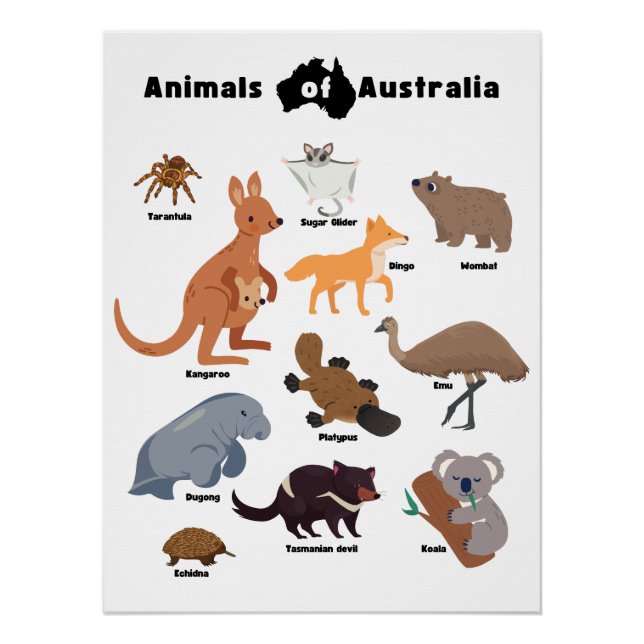 Animals of Australia Aussie Wildlife Poster (Front)