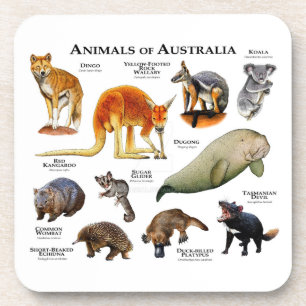 Animals of Australia Beverage Coaster