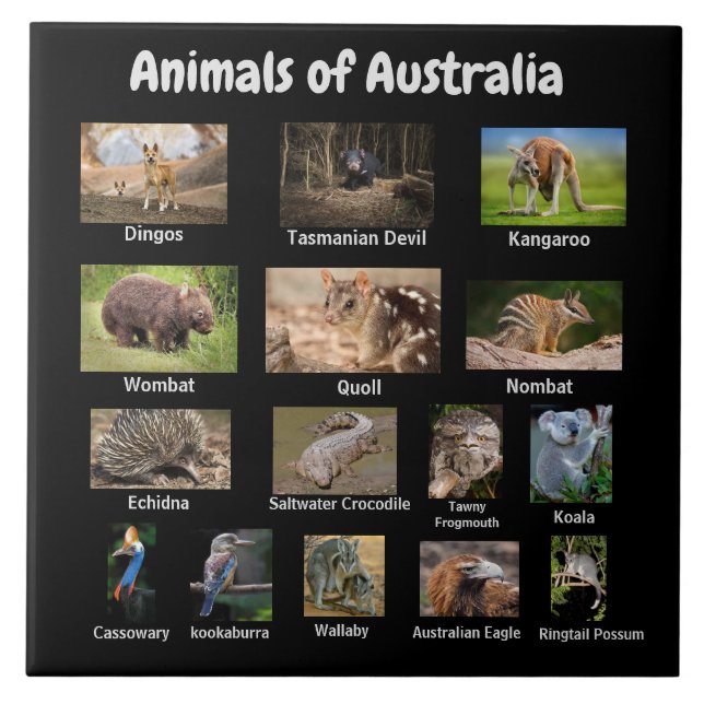 Animals of Australia Ceramic Tile (Front)