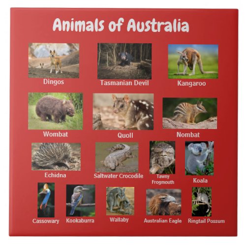 Animals of Australia Ceramic Tile