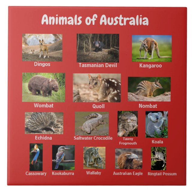 Animals of Australia Ceramic Tile (Front)