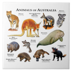 Animals of Australia Ceramic Tile
