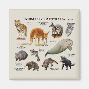 Animals of Australia Magnet