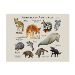Animals of Australia Postcard