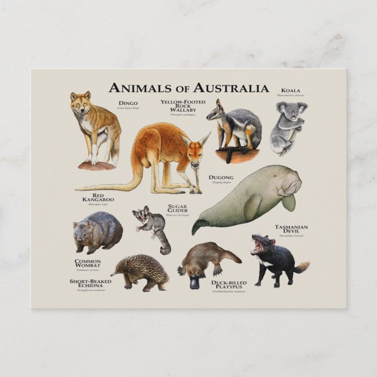 Animals of Australia Postcard | Zazzle