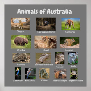 Animals of Australia Poster