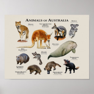 Animals of Australia Poster