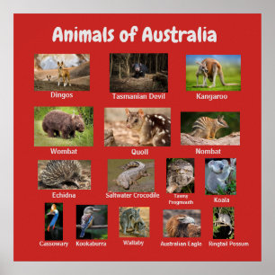 Animals of Australia Poster