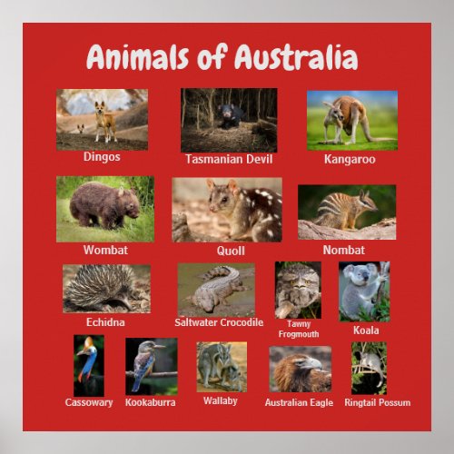 Animals of Australia Poster