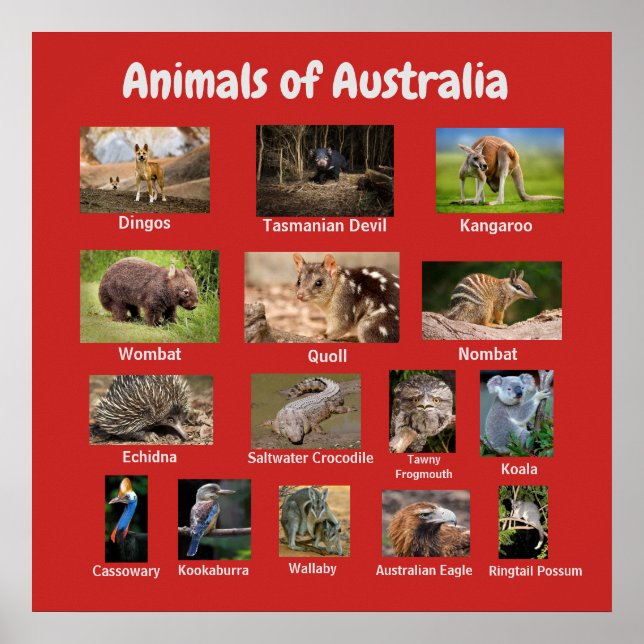 Animals of Australia Poster (Front)
