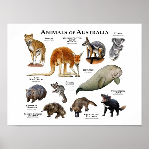 Animals of Australia Poster