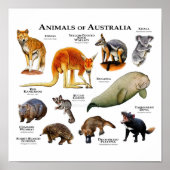 Animals of Australia Poster | Zazzle