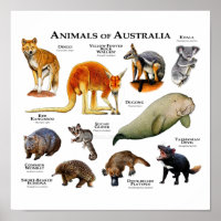 Animals of Australia