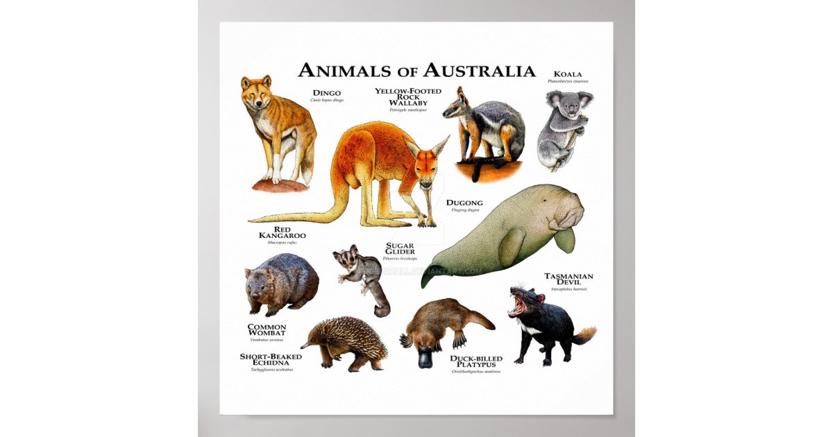 Animals of Australia Poster | Zazzle