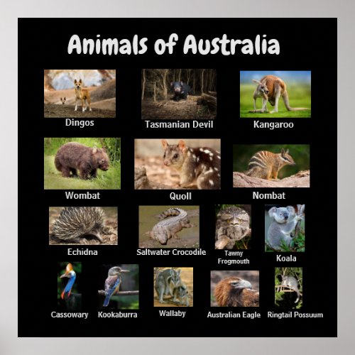Animals of Australia Poster