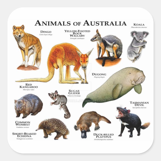 Animals of Australia Square Sticker (Front)