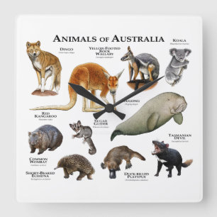 Animals of Australia Square Wall Clock