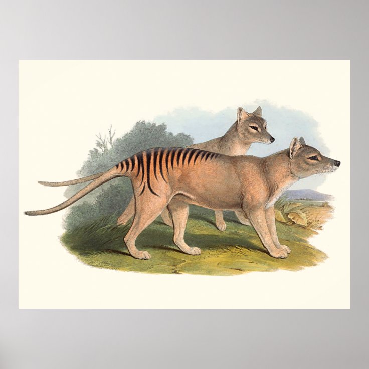 Animals Of Australia The Tasmanian Tiger Poster | Zazzle