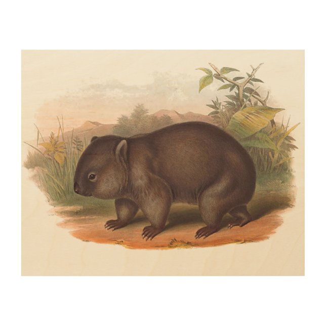 Animals Of Australia The Wombat Wood Wall Art (Front)
