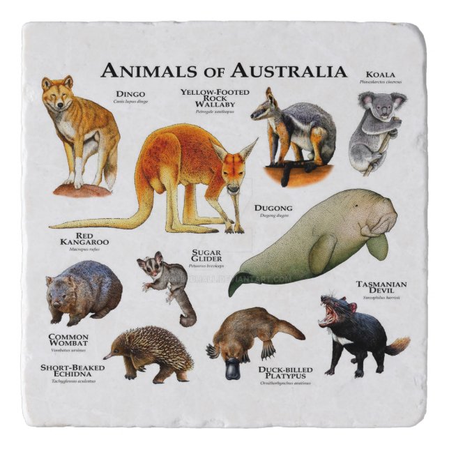 Animals of Australia Trivet (Front)