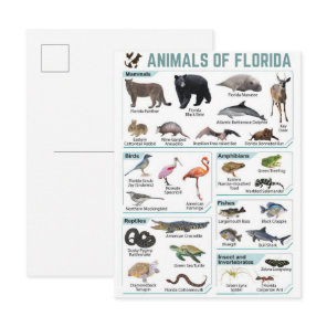 Animals of florida, florida usa wild lide  postcard
