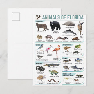 Animals of florida, florida usa wild lide postcard